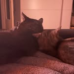 Jax & Murphy - @jaxandmurphy5 - Instagram