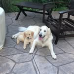 💙Jax & Murphy💙 - @thegoldenlifeofjaxandmurphy - Instagram