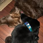 Jax & Murphy - @jax_murphy1964 - Instagram