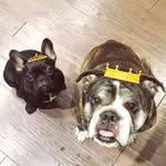 JAX & MURPHY - @jax_and_murphy - Instagram