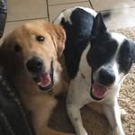 Jax And Murphy - @jaxpup19 - Instagram