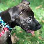 Jax Bailey Murphy - @jax.thepupper - Instagram