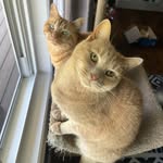 Jax, Milo, Snacks ❤️🌈, Marvin, Murphy, Tater Tot, and Pickles - @jax_and_milo - Instagram