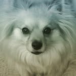 Jax Murphy - @jax_the_wonder_dog - Instagram
