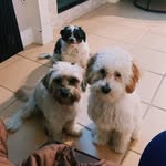 Jax, Murphy & Zoey - @jax_murphy_zoey - Instagram
