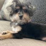 Jax Murphy the Morkie - @jaxmurphy_themorkie - Instagram
