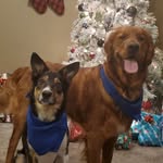 Jax&Murphy - @jaxandmurph - Instagram