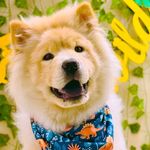 Bear Jaxon🐻‍❄️🐾 - @bearjaxon_meetsworld - Instagram