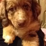 Jaxon Bear - @jaxontheaussie - Instagram