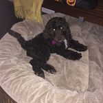 Jaxon Bear💕🐶 - @jaxon_thedoodle_ - Instagram