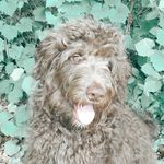 Jaxon bear 🥓 - @jaxon_the_aussiedoo - Instagram