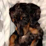 Jaxon Bear Saltijeral - @jaxonbearsaltijeral - Instagram