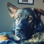Jaxon Briggs Stone - @jaxon_briggs_gsd - Instagram
