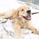Jaxon Brown - @jaxonbrown_golden - Instagram