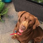 Jaxon Brown - @jaxonbrowndogg - Instagram