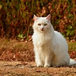Jaxon Goodwin - @catslovelyfriends - Instagram