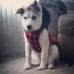 Jaxon Meyer - @jaxonthepomsky - Instagram