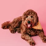 Jaxon Miles 🧸 - @jaxon.thedoodle - Instagram