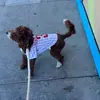 Harper|Mini Golden doodle - @harper.jaxson - TikTok