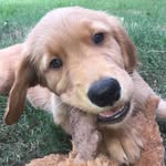 Jaxson Pierce - @goldenpup_jax - Instagram