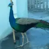Rahul bansal - @jaybansal50 - TikTok