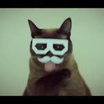 Jay Blum - @jaybirdcatturtlebat - Instagram