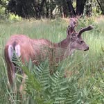 Jay Blum - @averagepickle6921 - Instagram