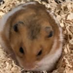 Jayden Bosley - @jayden.bosley.1 - Instagram