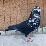 Jay Branch - @billyblack510 - Instagram