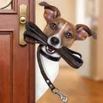 Jay Broughton - @waggy_tails_dog_walking - Instagram
