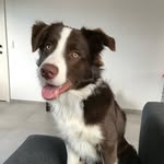 Jay - The brown border collie - @jay_brown_collie - Instagram