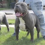 Jay Burrus - @truenaturalbullz - Instagram