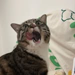 Jay check - @jaycheck6688 - Instagram