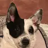 Jay Cleaver - @jokeshavemeaning - TikTok
