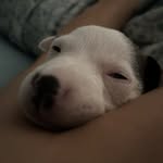 Jay🐶 - @_jay_daily_jay_ - Instagram