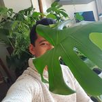 Jay Dexter - @jaystropicalhome - Instagram