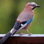 Jay - @jay_jay_dickens - Instagram