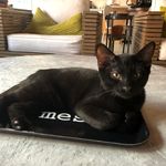 Jay Dodd - @kat.spayed - Instagram