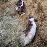Jay Doughty - @farmer_jay78 - Instagram