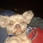 Jay A Eckert - @dizzychicken25 - Instagram