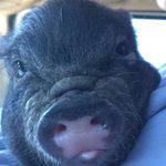 Penske Jay Ferrell - @penskethepotbellypig - Instagram