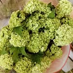 Flowers Al ain UAE suplier - @jayglen1996 - Instagram