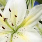 Jaylene Hassett - @jaylene65uhassett20637 - Instagram
