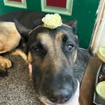 Jay Heath - @jay.the.gsd - Instagram