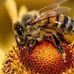 Jay Honey Bee - Facebook