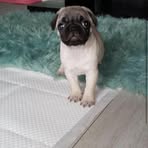 Jayden Horgan - Facebook