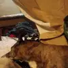 Jay Janiski - @jay.janiski - TikTok