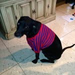 Jay Kleinman - @jfkdawg - Instagram