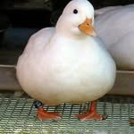 jay Kopp - @youtuber_witze_spruche - Instagram