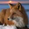 Jaylan Hamill - @jaylan.hamill - TikTok